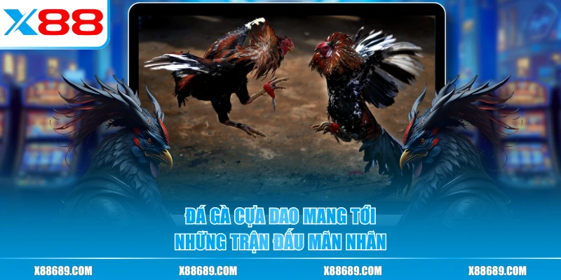 Đá gà cựa dao mang tới những trận đấu mãn nhãn